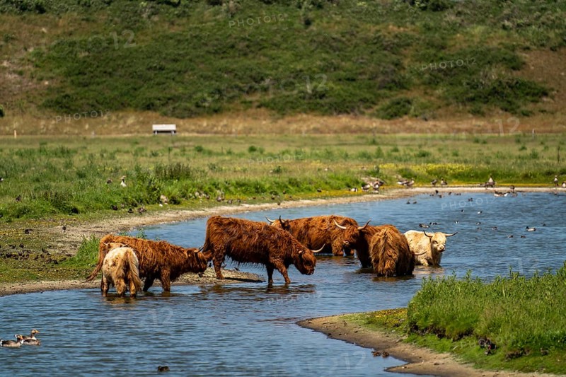 North Sea island Langeoog, early summer, dune landscape in the centre of the island, Galloway cattle, pond, Lower Saxony, Germany, Europe