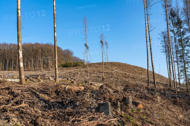 Cleared forest area north of the village of Hirschberg, Soest district, dead spruce stands were felled, dead trees due to bark beetle infestation, Arnsberg Forest, North Rhine-Westphalia, Germany, Europe