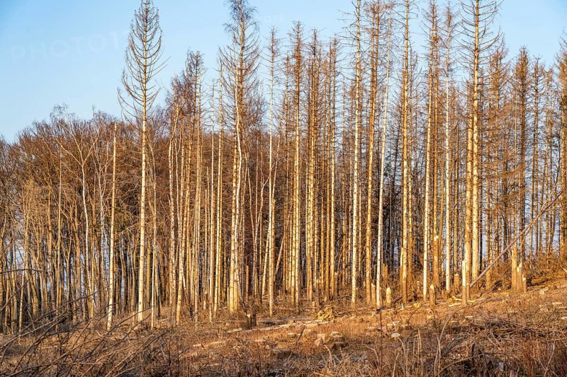 Cleared forest area north of the village of Hirschberg, Soest district, dead spruce stands were felled, dead trees due to bark beetle infestation, Arnsberg Forest, North Rhine-Westphalia, Germany, Europe