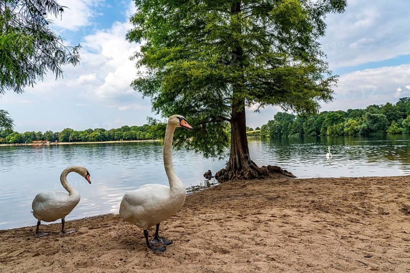The Sechs-Seen-Platte, a local recreation area in the south of Duisburg, near the Wedau district, 6 former gravel pits, Wolfssee, North Rhine-Westphalia, Germany, Europe