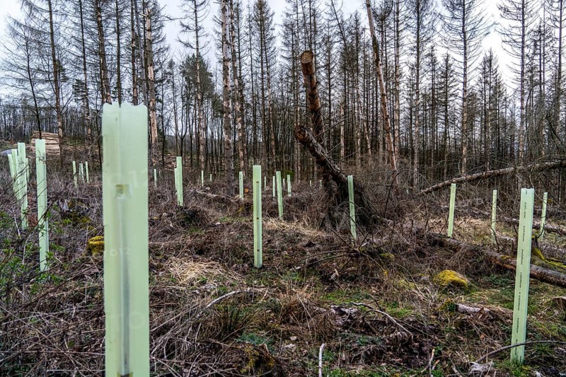 Reforestation in the Arnsberg Forest near Warstein-Sichtigvor, Soest district, young trees in protective covers to protect the plants from browsing by game, on the site of a spruce forest that had died and been felled due to heavy bark beetle infestation, North Rhine-Westphalia, Germany, Europe