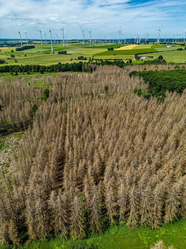 Cleared forest in the Eggegebirge, near Lichtenau, Paderborn district, site of a spruce forest that had died due to heavy bark beetle infestation and was felled, in the background there are still dead spruce trees, North Rhine-Westphalia, Germany, Europe