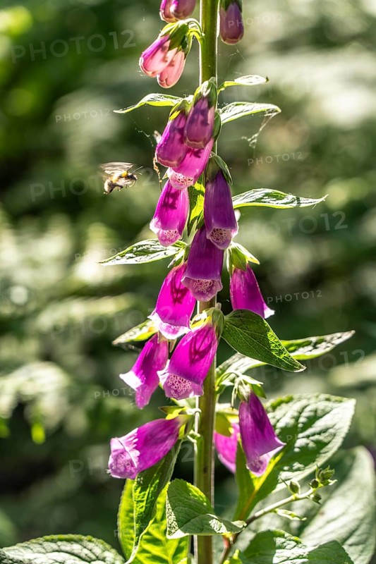 Diersfordter Wald, north of Wesel, nature park with oak and beech forests, glacial sand dunes, heathland, foxglove, bee, North Rhine-Westphalia, Germany, Europe