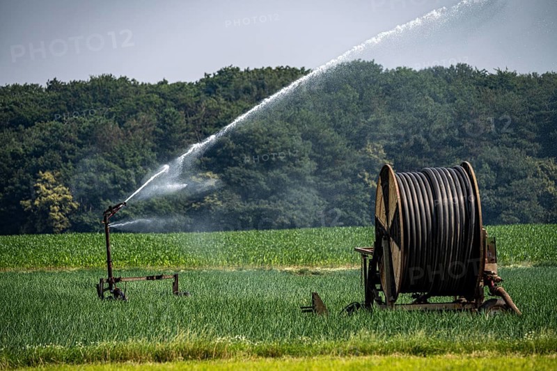 A field with onions is artificially irrigated, water is sprayed onto the field via a sprinkler system, North Rhine-Westphalia, Germany, Europe