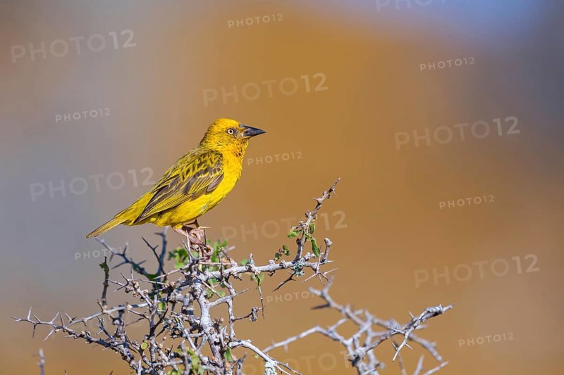Cape weaver (Ploceus capensis), West Coast National Park, Langebaan, Western Cape, South Africa, Africa