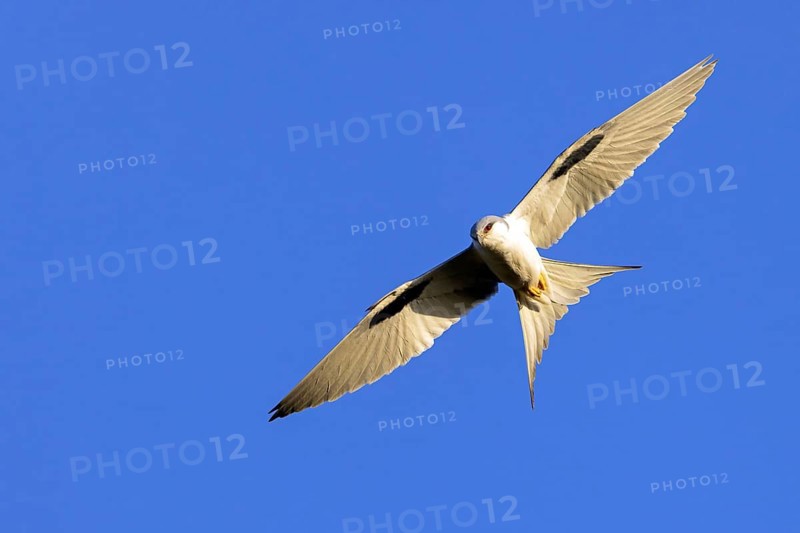 Swallow-tailed Kite, (Chelictinia riocourii), also Scissor-tailed Kite, African Swallow-tailed Kite, Fork-tailed Kite, bird of prey, family Accipitridae, flight photo, blue sky, Kousmar, Ndiaffate, Senegal, Africa