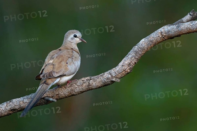 Black-billed wood dove (Turtur abyssinicus), on perch, Tendaba camp / Tendaba photo hid, Kwinella, South Bank, Gambia, Africa