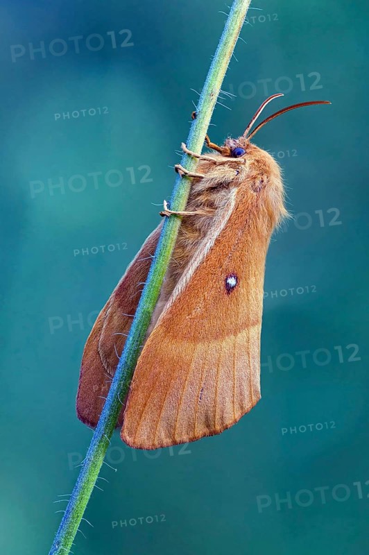 Oak eggar (Lasiocampa quercus), hen, moth, moth, butterfly, insect, Black Forest, Feldberg region, Baden-Württemberg, Germany, Europe