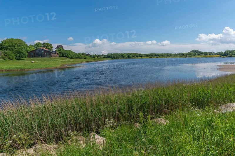 Small Noor in the nature reserve Holnis peninsula, NSG, inland lake with connection to the fjord, reed shore, blue sky, white clouds, Glücksburg, Schleswig-Holstein, Germany, Europe