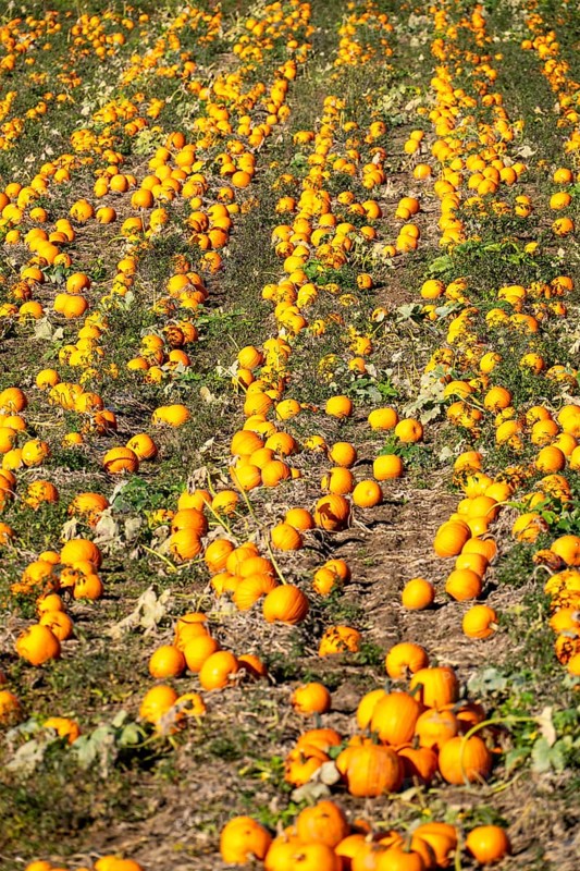 Pumpkin field, ripe pumpkins, shortly in front of harvest, near Neuss, North Rhine-Westphalia, Germany, Europe