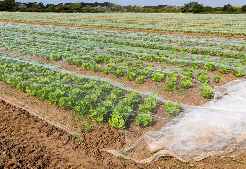 Rows of lettuce crop protected by fleecing growing in field, Bawdsey, Suffolk, England, UK Rows of lettuce crop protected by netting growing in field, Bawdsey, Suffolk, England, UK