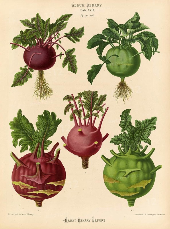 Vegetables, white and red kohlrabi, blue kohlrabi, after Ernst Samuel Benary (10 November 1819, 19 February 1893), Hessian horticulturalist, Historical, digitally restored reproduction from a 19th century original, Record date not stated