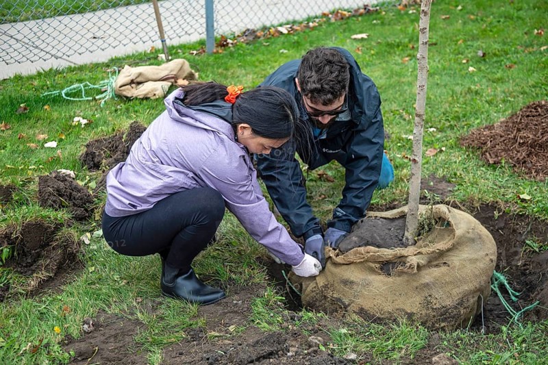 Detroit, Michigan, The nonprofit Greening of Detroit plants trees in the Morningside neighborhood. The work was done by volunteers from several organizations