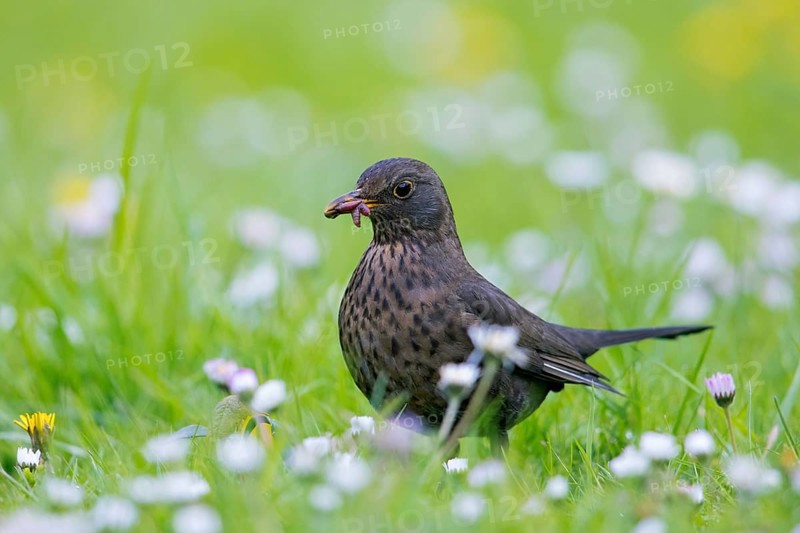 Common blackbird, Eurasian blackbird (Turdus merula) female foraging in grassland, meadow with caught worm, earthworm in beak