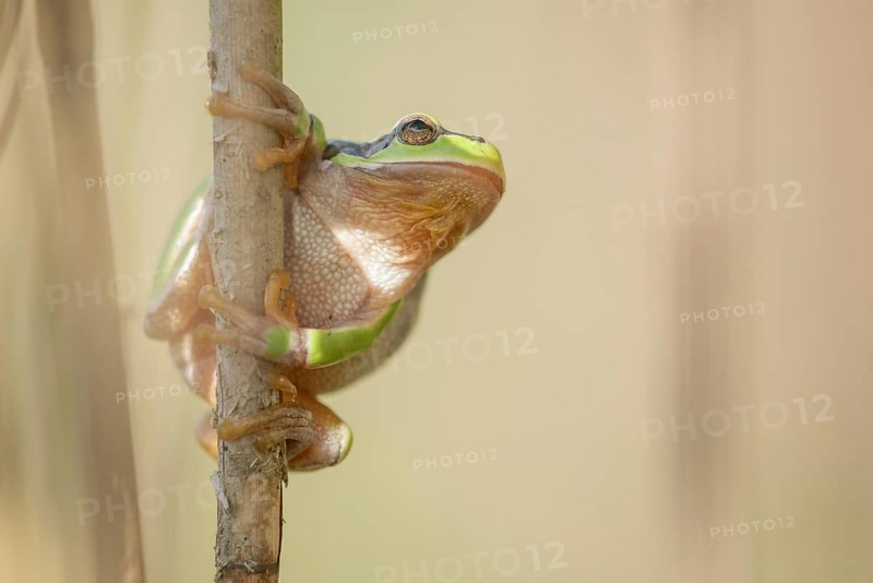 Common Tree Frog (Hyla arborea) sitting in the vegetation at the edge of the forest.Bas rhin, alsace, grand est, France, Europe
