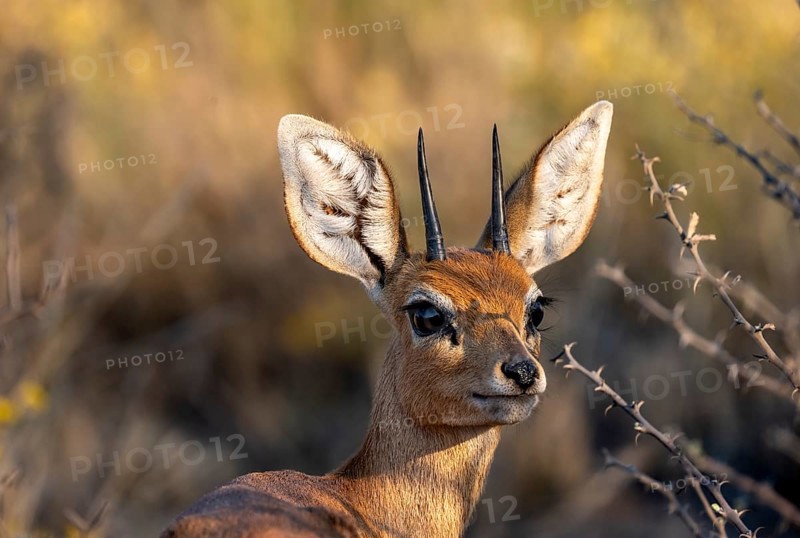 Steenbok (Raphicerus campestris), male in the evening light, animal portrait, Khama Rhino Sanctuary, Serowe, Botswana, Africa