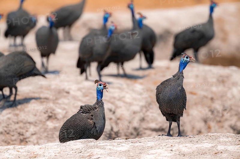 Helmeted guinea fowl (Numida meleagris), group at the waterhole, Nxai Pan National Park, Botswana Botswana