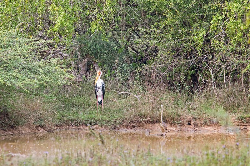 Colourful stork (Mycteria leucocephala) and darter (Anhingidae) at a waterhole in Yala Natioal Park, Southern Province, Sri Lanka, Asia