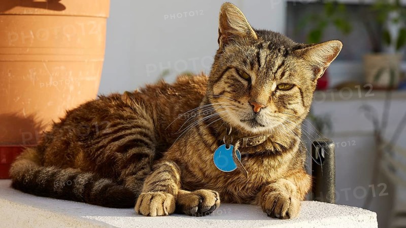 Tabby cat lies comfortably with blue collar in the sun, cat, Pyles, west coast, mountain village, evening light, Karpathos, Dodecanese, Greek Islands, Greece, Europe