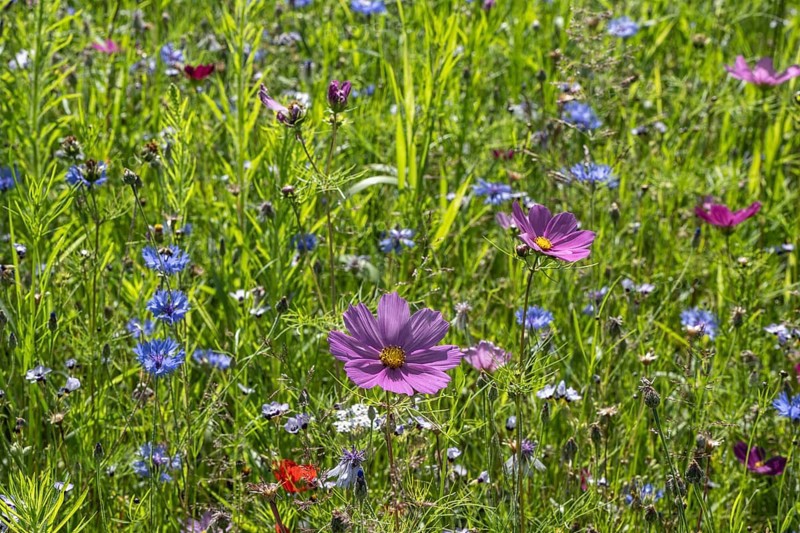 Flower meadow with cornflowers (Centaurea cyanea) and cosmos (Cosmos), Emsland, Lower Saxony, Germany, Europe