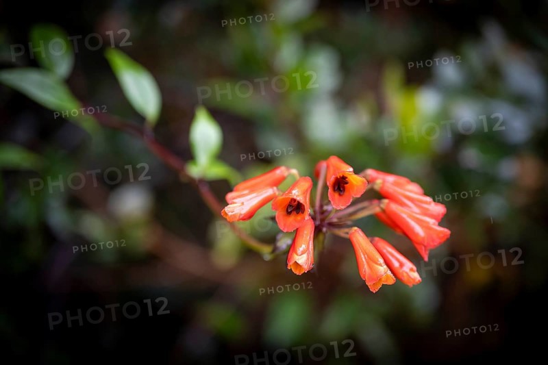 Bomarie (Bomarea), red blossom in the rainforest, Poás National Park, central highlands, Alajuela province, Costa Rica, Central America