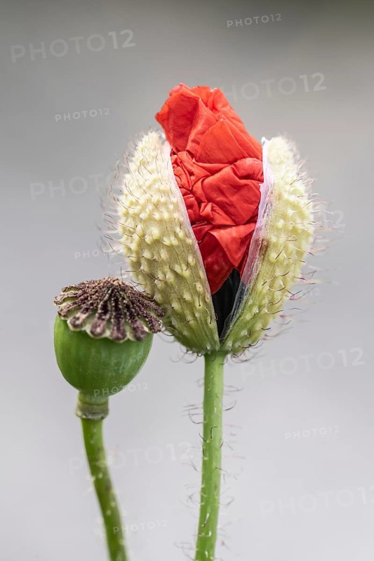 Poppy flower (Papaver rhoeas), opening flower and seed capsule, Mecklenburg-Western Pomerania, Germany, Europe