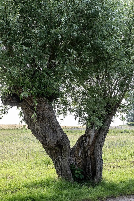 Old pollarded willow, willow (Salix viminalis), Poel Island, Mecklenburg-Western Pomerania, Germany, Europe