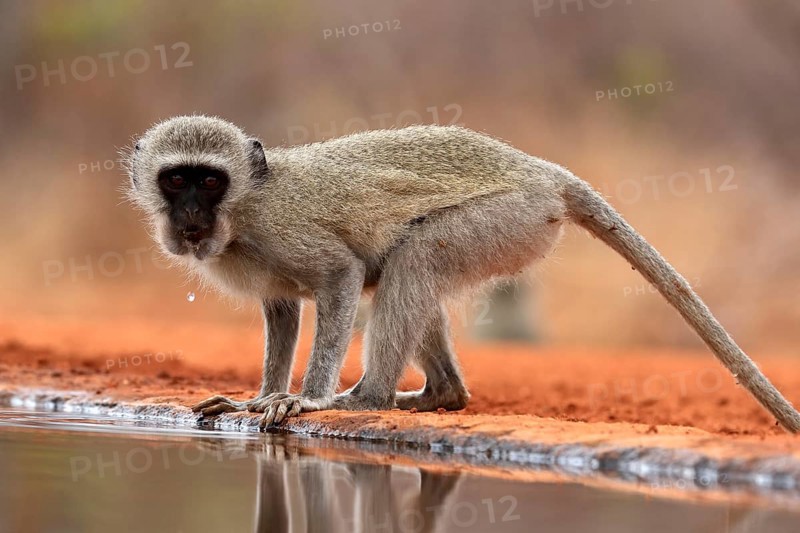 Vervet Monkey (Chlorocebus pygerythrus), adult, drinking, at the water, Kruger National Park, Kruger National Park, Kruger National Park South Africa