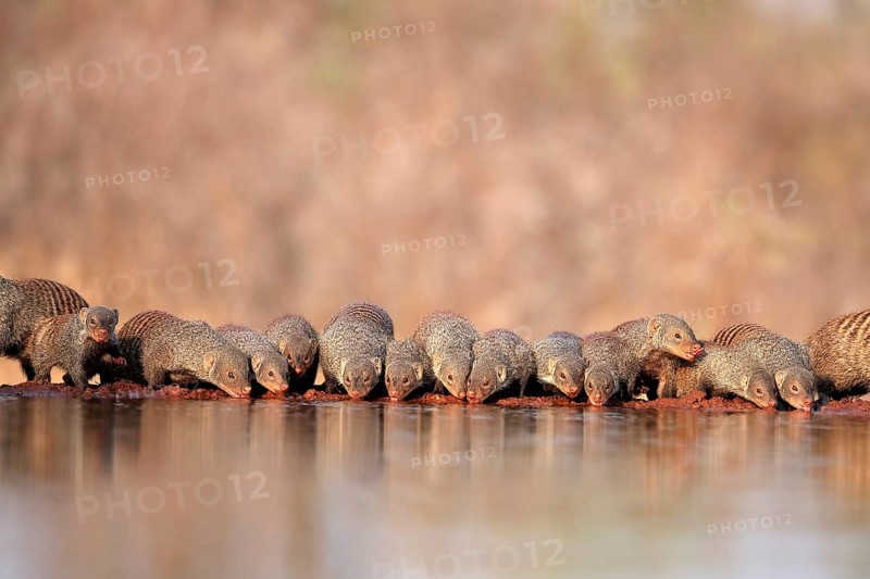 Zebra mongoose (Mungos mungo), adult, group, at the water, drinking, Kruger National Park, Kruger National Park, Kruger National Park South Africa
