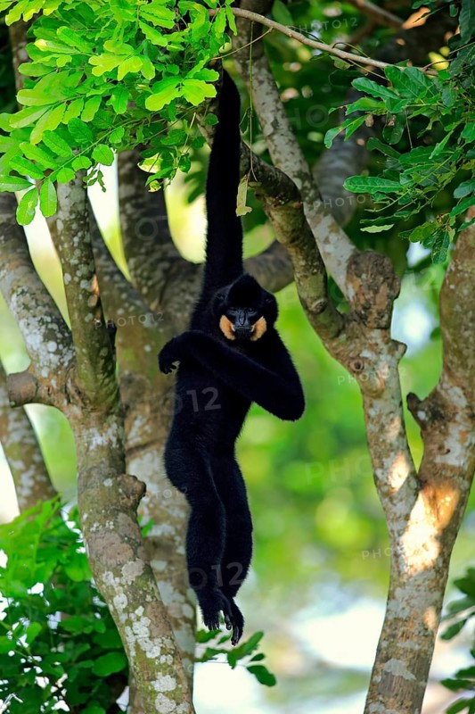 Southern Yellow-cheeked gibbon (Nomascus gabriellä), adult, male, hanging in tree, swinging from the tree