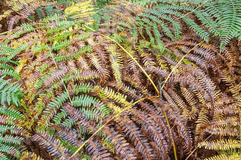 Bracken fern (Pteridium aquilinum), Emsland, Lower Saxony, Germany, Europe