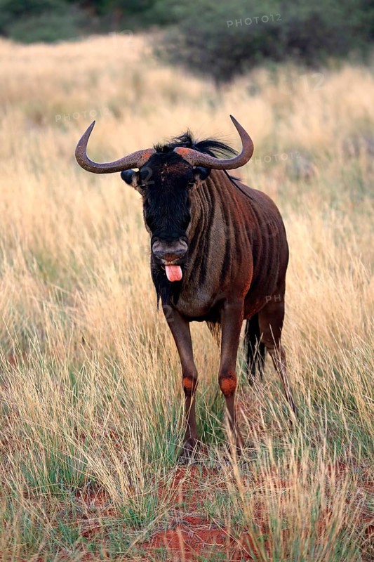 Blue wildebeest (Connochaetes taurinus), adult, browsing, Tswalu Game Reserve, Kalahari, Northern Cape, South Africa, Africa