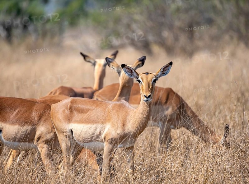Impala (Aepyceros melampus) in tall grass, black heeler antelope, female, with herd, Kruger National Park, South Africa, Africa