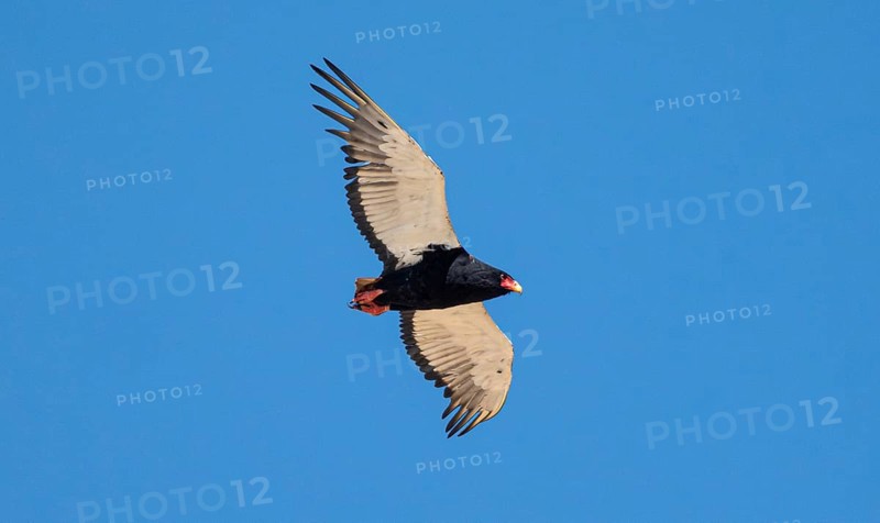 Bateleur (Terathopius ecaudatus), adult, in flight against a blue sky, Etosha National Park, Namibia, Africa