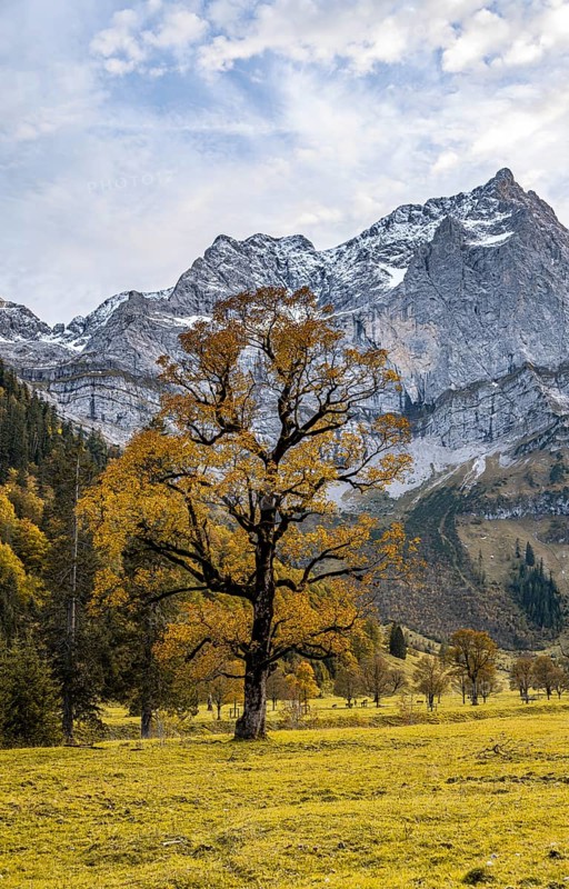 Maple tree with autumn leaves, autumn landscape in Rißtal with Spritzkarspitze, Großer Ahornboden, Engalpe, Eng, municipality of Hinterriß, Karwendel Mountains, Alpenpark Karwendel, Tyrol, Austria, Europe