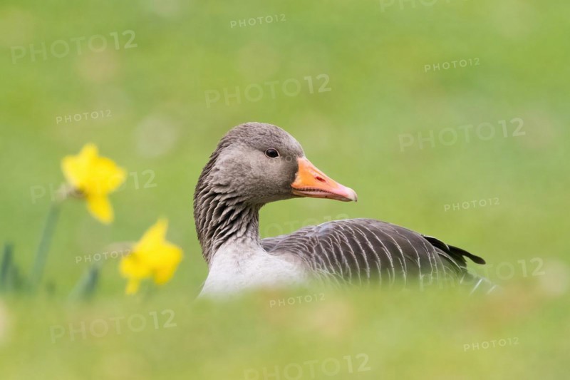Portrait of a grey goose (Anser anser) in a meadow in spring next to daffodils, Hesse, Germany, Europe