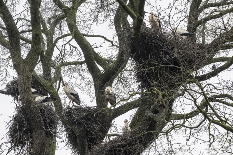 White stork (Ciconia ciconia), nesting in a tree, Nordhorn Zoo, Lower Saxony, Germany, Europe
