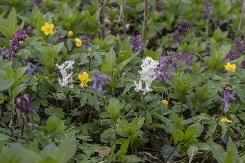 Hollow larkspur (Corydalis cava), Bad Iburg, Lower Saxony, Germany, Europe