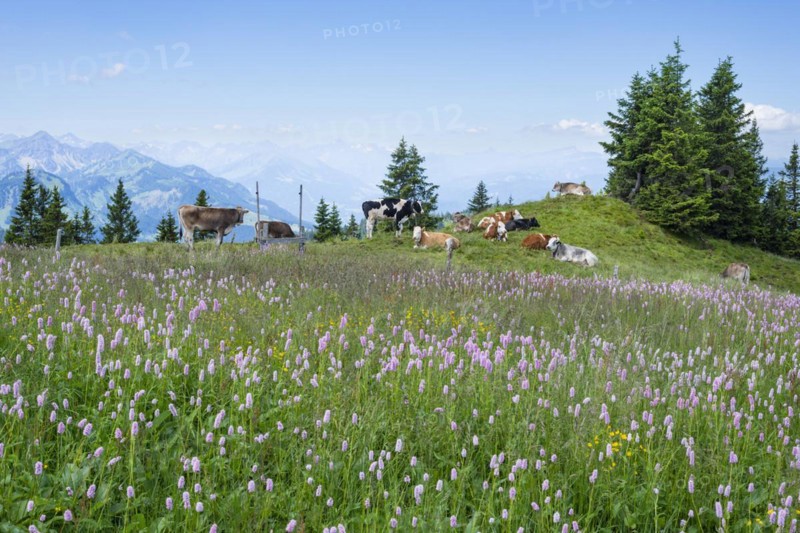 Snake knotweed (Bistorta officinalis), at Wertacher Hörnle, 1695m, behind it the Grünten, 1783m, Oberallgäu, Bavaria, Germany, Europe
