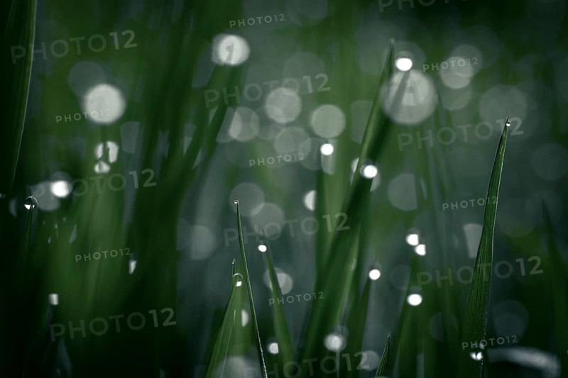 Blades of grass in detail with dewdrops, Mindelheim, Bavaria, Germany, Europe