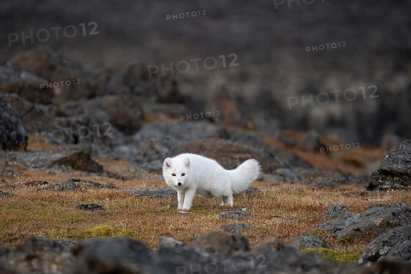 Arctic fox (Vulpes lagopus) in winter coat, Straumsland, Spitsbergen, Svalbard, Norway, Europe