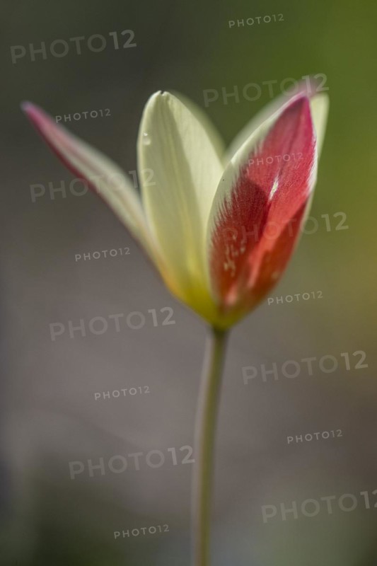Wild tulip, floral emblem (Tulipa clusiana), Emsland, Lower Saxony, Germany, Europe