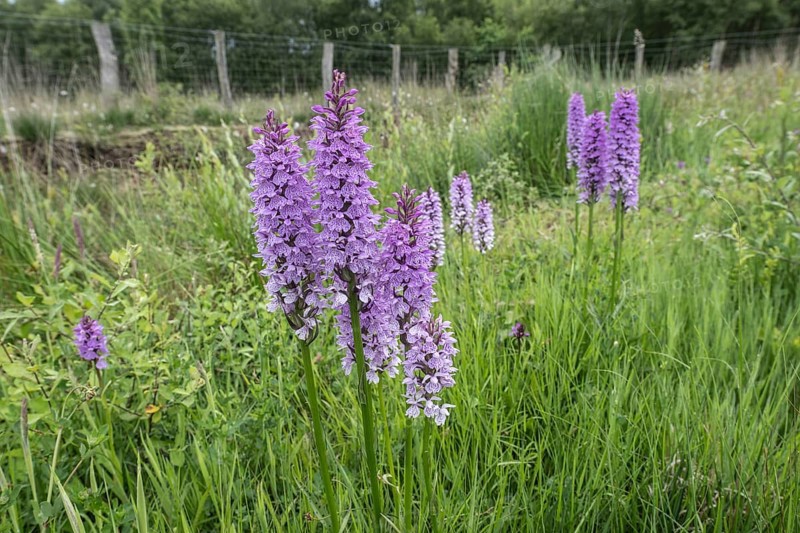 Southern marsh orchid (Dactylorhiza praetermissa), Emsland, Lower Saxony, Germany, Europe