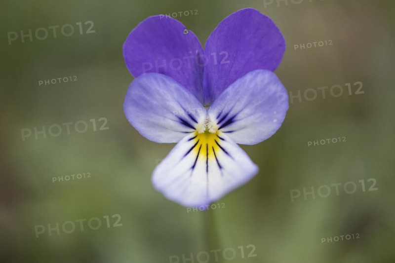 Heartsease (Viola tricolor), Emsland, Lower Saxony, Germany, Europe