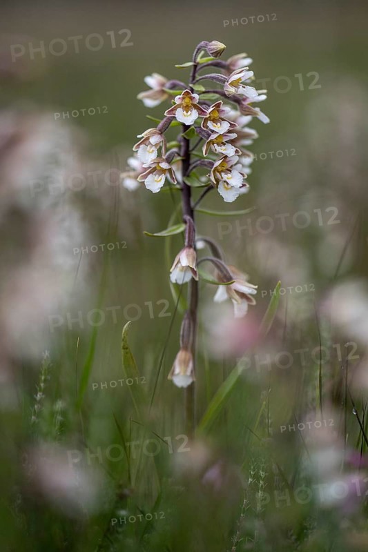 Marsh helleborine (Epipactis palustris), Emsland, Lower Saxony, Germany, Europe