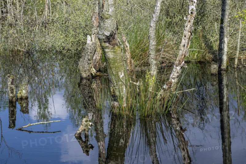Moorland, rewetting, dead birch trees (Betula pendula), Emsland, Lower Saxony, Germany, Europe