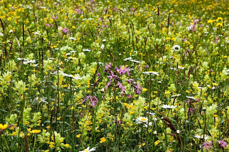 Meadow with wildflowers, near Oberstaufen, Oberallgäu, Bavaria, Germany, Europe