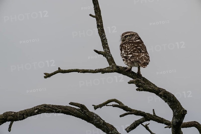 Little owl (Athene noctua), Emsland, Lower Saxony, Germany, Europe