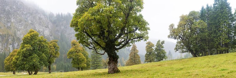Maple trees, (Acer pseudoplataus), near the Wankerfleck, Ammergau Alps, Ostallgäu, Bavaria, Germany, Europe