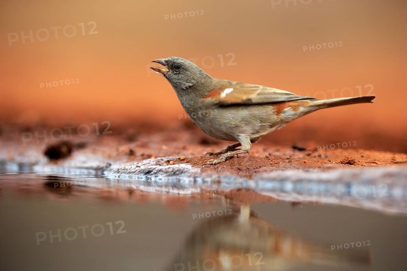Northern grey-headed sparrow (Passer griseus), adult, at the water, drinking, Kruger National Park, Kruger National Park, Krugerpark, South Africa, Africa